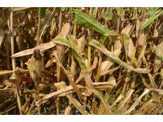 Property photo 140 - LAND AUCTION - 578+/- ACRES OFFERED IN 22 TRACTS IN DEFIANCE COUNTY, OHIO & DEKALB COUNTY, INDIANA