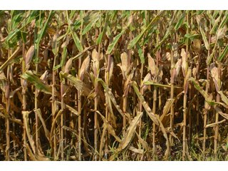 Property photo 141 - LAND AUCTION - 578+/- ACRES OFFERED IN 22 TRACTS IN DEFIANCE COUNTY, OHIO & DEKALB COUNTY, INDIANA