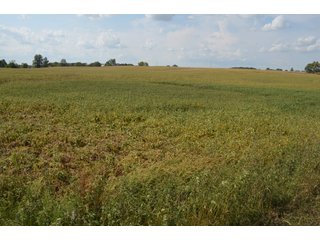 Property photo 154 - LAND AUCTION - 578+/- ACRES OFFERED IN 22 TRACTS IN DEFIANCE COUNTY, OHIO & DEKALB COUNTY, INDIANA