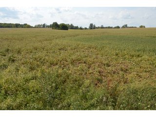 Property photo 155 - LAND AUCTION - 578+/- ACRES OFFERED IN 22 TRACTS IN DEFIANCE COUNTY, OHIO & DEKALB COUNTY, INDIANA