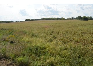 Property photo 156 - LAND AUCTION - 578+/- ACRES OFFERED IN 22 TRACTS IN DEFIANCE COUNTY, OHIO & DEKALB COUNTY, INDIANA