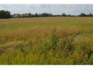 Property photo 157 - LAND AUCTION - 578+/- ACRES OFFERED IN 22 TRACTS IN DEFIANCE COUNTY, OHIO & DEKALB COUNTY, INDIANA