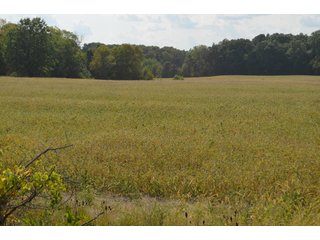 Property photo 160 - LAND AUCTION - 578+/- ACRES OFFERED IN 22 TRACTS IN DEFIANCE COUNTY, OHIO & DEKALB COUNTY, INDIANA