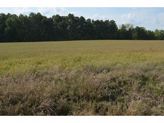 Property photo 161 - LAND AUCTION - 578+/- ACRES OFFERED IN 22 TRACTS IN DEFIANCE COUNTY, OHIO & DEKALB COUNTY, INDIANA