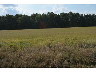 Property photo 162 - LAND AUCTION - 578+/- ACRES OFFERED IN 22 TRACTS IN DEFIANCE COUNTY, OHIO & DEKALB COUNTY, INDIANA