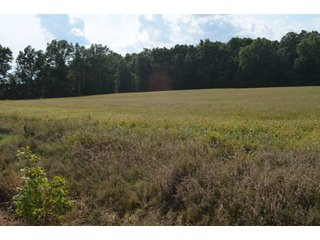 Property photo 163 - LAND AUCTION - 578+/- ACRES OFFERED IN 22 TRACTS IN DEFIANCE COUNTY, OHIO & DEKALB COUNTY, INDIANA