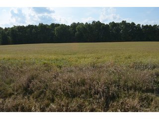 Property photo 164 - LAND AUCTION - 578+/- ACRES OFFERED IN 22 TRACTS IN DEFIANCE COUNTY, OHIO & DEKALB COUNTY, INDIANA