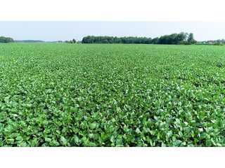 Property photo 22 - LAND AUCTION - 578+/- ACRES OFFERED IN 22 TRACTS IN DEFIANCE COUNTY, OHIO & DEKALB COUNTY, INDIANA