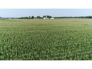 Property photo 31 - LAND AUCTION - 578+/- ACRES OFFERED IN 22 TRACTS IN DEFIANCE COUNTY, OHIO & DEKALB COUNTY, INDIANA