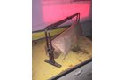 Property photo 240 - TIMED ONLINE ONLY PERSONAL PROPERTY AUCTION - STEUBEN COUNTY, INDIANA