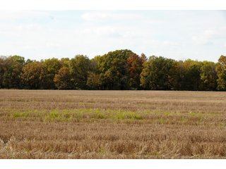 Tract 1 - LAND AUCTION - 181.15+/- ACRES OFFERED IN 3 TRACTS IN VERMILION COUNTY, ILLINOIS