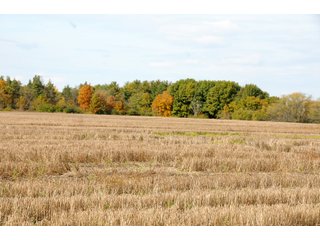 Tract 1 - LAND AUCTION - 181.15+/- ACRES OFFERED IN 3 TRACTS IN VERMILION COUNTY, ILLINOIS