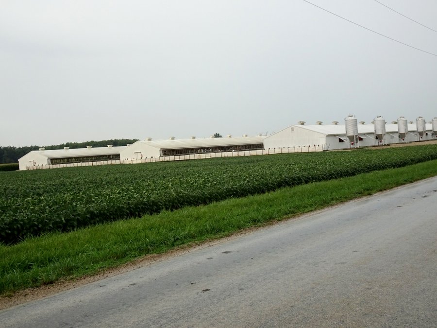 For sale: HOG FARM FOR SALE - 10+/- ACRES IN ADAMS COUNTY, IN - 1333 E 300 S, Monroe, IN 46772 - Adams County, IN