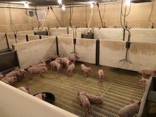 <b>Nursery & Finishing Facility</b><br>
<li>10+/- Acres
<li>3 Barns built in 1997
<li>1 Nursery with a capacity of 4,000 pigs
<li>2 Finishing barns with a capacity of 2,800 pigs
<li>1.8 million Plus gallon lagoon
<li>Facilities under contract
<li>Slat Savers in finishing barns<br><br>
<b>Recent updates</b><br>
<li>New plastic flooring in nursery building
<li>New Aluminum roof on finishing barns - HOG FARM FOR SALE - 10+/- ACRES IN ADAMS COUNTY, IN