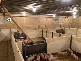 <b>Nursery & Finishing Facility</b><br>
<li>10+/- Acres
<li>3 Barns built in 1997
<li>1 Nursery with a capacity of 4,000 pigs
<li>2 Finishing barns with a capacity of 2,800 pigs
<li>1.8 million Plus gallon lagoon
<li>Facilities under contract
<li>Slat Savers in finishing barns<br><br>
<b>Recent updates</b><br>
<li>New plastic flooring in nursery building
<li>New Aluminum roof on finishing barns - HOG FARM FOR SALE - 10+/- ACRES IN ADAMS COUNTY, IN