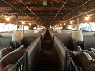 <b>Nursery & Finishing Facility</b><br>
<li>10+/- Acres
<li>3 Barns built in 1997
<li>1 Nursery with a capacity of 4,000 pigs
<li>2 Finishing barns with a capacity of 2,800 pigs
<li>1.8 million Plus gallon lagoon
<li>Facilities under contract
<li>Slat Savers in finishing barns<br><br>
<b>Recent updates</b><br>
<li>New plastic flooring in nursery building
<li>New Aluminum roof on finishing barns - HOG FARM FOR SALE - 10+/- ACRES IN ADAMS COUNTY, IN