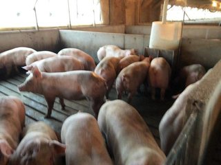 <b>Nursery & Finishing Facility</b><br>
<li>10+/- Acres
<li>3 Barns built in 1997
<li>1 Nursery with a capacity of 4,000 pigs
<li>2 Finishing barns with a capacity of 2,800 pigs
<li>1.8 million Plus gallon lagoon
<li>Facilities under contract
<li>Slat Savers in finishing barns<br><br>
<b>Recent updates</b><br>
<li>New plastic flooring in nursery building
<li>New Aluminum roof on finishing barns - HOG FARM FOR SALE - 10+/- ACRES IN ADAMS COUNTY, IN