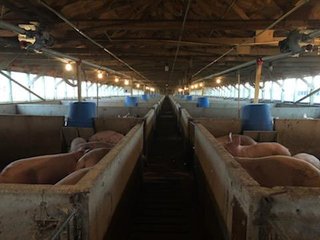 <b>Nursery & Finishing Facility</b><br>
<li>10+/- Acres
<li>3 Barns built in 1997
<li>1 Nursery with a capacity of 4,000 pigs
<li>2 Finishing barns with a capacity of 2,800 pigs
<li>1.8 million Plus gallon lagoon
<li>Facilities under contract
<li>Slat Savers in finishing barns<br><br>
<b>Recent updates</b><br>
<li>New plastic flooring in nursery building
<li>New Aluminum roof on finishing barns - HOG FARM FOR SALE - 10+/- ACRES IN ADAMS COUNTY, IN