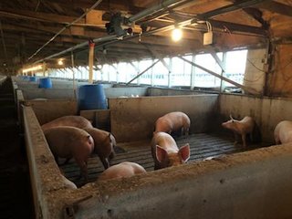 <b>Nursery & Finishing Facility</b><br>
<li>10+/- Acres
<li>3 Barns built in 1997
<li>1 Nursery with a capacity of 4,000 pigs
<li>2 Finishing barns with a capacity of 2,800 pigs
<li>1.8 million Plus gallon lagoon
<li>Facilities under contract
<li>Slat Savers in finishing barns<br><br>
<b>Recent updates</b><br>
<li>New plastic flooring in nursery building
<li>New Aluminum roof on finishing barns - HOG FARM FOR SALE - 10+/- ACRES IN ADAMS COUNTY, IN
