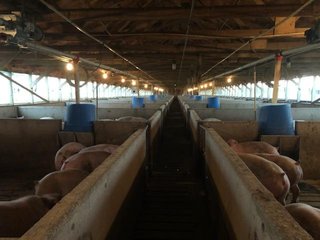 <b>Nursery & Finishing Facility</b><br>
<li>10+/- Acres
<li>3 Barns built in 1997
<li>1 Nursery with a capacity of 4,000 pigs
<li>2 Finishing barns with a capacity of 2,800 pigs
<li>1.8 million Plus gallon lagoon
<li>Facilities under contract
<li>Slat Savers in finishing barns<br><br>
<b>Recent updates</b><br>
<li>New plastic flooring in nursery building
<li>New Aluminum roof on finishing barns - HOG FARM FOR SALE - 10+/- ACRES IN ADAMS COUNTY, IN