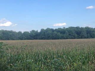 <li>Timber Potential
<li>Hunting, Fishing & Canoeing Here
<li>Cropland Income

49 +/- Acres: With 30+/- acres of pretty woodland and 18+/- acres river bottom cropland. About 2,800 ft. of frontage on Williams Rd. and owning both sides of scenic Williams Creek. Fish, canoe and hunt on your own property here. Also frontage on S. Snyder Rd. Nice combination of recreational land and investment crop income. Great hunting area. - LAND FOR SALE - 49 +/- ACRES - FAYETTE COUNTY, INDIANA