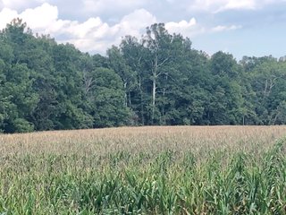 <li>Timber Potential
<li>Hunting, Fishing & Canoeing Here
<li>Cropland Income

49 +/- Acres: With 30+/- acres of pretty woodland and 18+/- acres river bottom cropland. About 2,800 ft. of frontage on Williams Rd. and owning both sides of scenic Williams Creek. Fish, canoe and hunt on your own property here. Also frontage on S. Snyder Rd. Nice combination of recreational land and investment crop income. Great hunting area. - LAND FOR SALE - 49 +/- ACRES - FAYETTE COUNTY, INDIANA