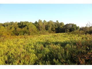 <li>Over 2,000 Feet of Hwy 51 Frontage
<li>1.5 Miles West of Walmart on Highway
<li>15,000+ vehicles per day traffic count
<li>Multiple ponds and potential building sites
<li>Excellent development potential<br><Br>
Highway 51 Land Offering - exciting opportunity to acquire an outstanding property on the western edge of Stillwater, OK.  This 128 +/- acres sits along Highway 51, just 1.5 miles west of Super Walmart and is in the path of Stillwater'ss natural growth west.  The property features over 2,000 feet of frontage along Highway 51 with an average daily traffic county in excess of 15,000 vehicles per day, per 2018 data.  The property's topography provides for excellent visibility from the highway.  In addition to the commercial potential, there are numerous attractive building sites that offer views of the Stillwater Creek farmland to the property's north.  2 ponds are present on the land and there are excellent additional locations to build water features if desired.  Call Brent to schedule a private showing! 

 - 128+/- ACRES FOR SALE IN STILLWATER, OKLAHOMA