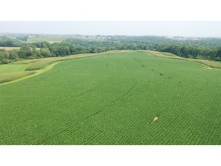 Whether looking to purchase your first farm, need hunting land that provides income or adding on to your current operation, this 46.27+/- acre piece of land fits a variety of needs.  This farm is located between Highway 81, County U and Muscallounge Rd right in Beetown, WI.  The 32+/- acres of productive work ground provides healthy yields making it great to own or easy to rent.  The 14+/- acres of timber runs along three sides of the property making it "feel bigger than it is" for hunters.  The primary entrance for this land is off of Muscallounge Rd but there are two small access points of road frontage on both Highway 81 and County U, which makes for convenient access during archery and rifle season. - 46.27+/- ACRES FOR SALE. 32+/- ACRES TILLABLE. 14+/- ACRES TIMBER/HUNTING - GRANT COUNTY, WISCONSIN