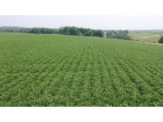 Whether looking to purchase your first farm, need hunting land that provides income or adding on to your current operation, this 46.27+/- acre piece of land fits a variety of needs.  This farm is located between Highway 81, County U and Muscallounge Rd right in Beetown, WI.  The 32+/- acres of productive work ground provides healthy yields making it great to own or easy to rent.  The 14+/- acres of timber runs along three sides of the property making it "feel bigger than it is" for hunters.  The primary entrance for this land is off of Muscallounge Rd but there are two small access points of road frontage on both Highway 81 and County U, which makes for convenient access during archery and rifle season. - 46.27+/- ACRES FOR SALE. 32+/- ACRES TILLABLE. 14+/- ACRES TIMBER/HUNTING - GRANT COUNTY, WISCONSIN