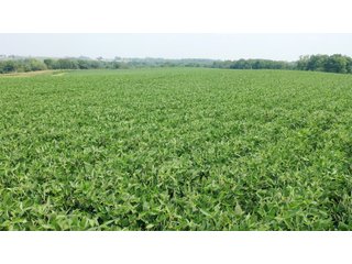 Whether looking to purchase your first farm, need hunting land that provides income or adding on to your current operation, this 46.27+/- acre piece of land fits a variety of needs.  This farm is located between Highway 81, County U and Muscallounge Rd right in Beetown, WI.  The 32+/- acres of productive work ground provides healthy yields making it great to own or easy to rent.  The 14+/- acres of timber runs along three sides of the property making it "feel bigger than it is" for hunters.  The primary entrance for this land is off of Muscallounge Rd but there are two small access points of road frontage on both Highway 81 and County U, which makes for convenient access during archery and rifle season. - 46.27+/- ACRES FOR SALE. 32+/- ACRES TILLABLE. 14+/- ACRES TIMBER/HUNTING - GRANT COUNTY, WISCONSIN