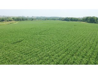 Whether looking to purchase your first farm, need hunting land that provides income or adding on to your current operation, this 46.27+/- acre piece of land fits a variety of needs.  This farm is located between Highway 81, County U and Muscallounge Rd right in Beetown, WI.  The 32+/- acres of productive work ground provides healthy yields making it great to own or easy to rent.  The 14+/- acres of timber runs along three sides of the property making it "feel bigger than it is" for hunters.  The primary entrance for this land is off of Muscallounge Rd but there are two small access points of road frontage on both Highway 81 and County U, which makes for convenient access during archery and rifle season. - 46.27+/- ACRES FOR SALE. 32+/- ACRES TILLABLE. 14+/- ACRES TIMBER/HUNTING - GRANT COUNTY, WISCONSIN