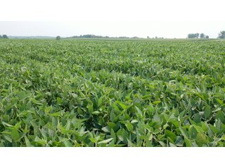 Whether looking to purchase your first farm, need hunting land that provides income or adding on to your current operation, this 46.27+/- acre piece of land fits a variety of needs.  This farm is located between Highway 81, County U and Muscallounge Rd right in Beetown, WI.  The 32+/- acres of productive work ground provides healthy yields making it great to own or easy to rent.  The 14+/- acres of timber runs along three sides of the property making it "feel bigger than it is" for hunters.  The primary entrance for this land is off of Muscallounge Rd but there are two small access points of road frontage on both Highway 81 and County U, which makes for convenient access during archery and rifle season. - 46.27+/- ACRES FOR SALE. 32+/- ACRES TILLABLE. 14+/- ACRES TIMBER/HUNTING - GRANT COUNTY, WISCONSIN