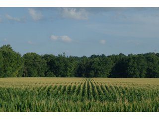 <b><I>This would be a great property for farmer or investor to safely invest in with the additional potential of leasing out the property to hunters and fishermen.  Tract 1 is the most popular for deer and turkey; however, the river bottoms yield the biggest bucks, with the turkeys always present scratching the crop residual.</b></I>

<li><b>Tract 2 (Offer Pending) consists of 181 acres of river-bottom ground just south of Tunnelton, Indiana in the White River bottoms.</b> 176 acres are tillable with over a mile of frontage on its southern boundary and currently planted in corn. The remaining 5 acres of non-tillable is a wooded river boundary with some additional small wood-lots. A gravel road accesses this property along its entire north boundary, a bonus in crop production. The CSX railroad runs parallel with this road. - LAND FOR SALE  - 181.1+/- ACRES OFFERED ON TRACT 2 IN LAWRENCE COUNTY, INDIANA
