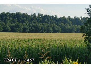 <b><I>This would be a great property for farmer or investor to safely invest in with the additional potential of leasing out the property to hunters and fishermen.  Tract 1 is the most popular for deer and turkey; however, the river bottoms yield the biggest bucks, with the turkeys always present scratching the crop residual.</b></I>

<li><b>Tract 2 (Offer Pending) consists of 181 acres of river-bottom ground just south of Tunnelton, Indiana in the White River bottoms.</b> 176 acres are tillable with over a mile of frontage on its southern boundary and currently planted in corn. The remaining 5 acres of non-tillable is a wooded river boundary with some additional small wood-lots. A gravel road accesses this property along its entire north boundary, a bonus in crop production. The CSX railroad runs parallel with this road. - LAND FOR SALE  - 181.1+/- ACRES OFFERED ON TRACT 2 IN LAWRENCE COUNTY, INDIANA