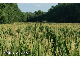 <b><I>This would be a great property for farmer or investor to safely invest in with the additional potential of leasing out the property to hunters and fishermen.  Tract 1 is the most popular for deer and turkey; however, the river bottoms yield the biggest bucks, with the turkeys always present scratching the crop residual.</b></I>

<li><b>Tract 2 (Offer Pending) consists of 181 acres of river-bottom ground just south of Tunnelton, Indiana in the White River bottoms.</b> 176 acres are tillable with over a mile of frontage on its southern boundary and currently planted in corn. The remaining 5 acres of non-tillable is a wooded river boundary with some additional small wood-lots. A gravel road accesses this property along its entire north boundary, a bonus in crop production. The CSX railroad runs parallel with this road. - LAND FOR SALE  - 181.1+/- ACRES OFFERED ON TRACT 2 IN LAWRENCE COUNTY, INDIANA