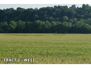 <b><I>This would be a great property for farmer or investor to safely invest in with the additional potential of leasing out the property to hunters and fishermen.  Tract 1 is the most popular for deer and turkey; however, the river bottoms yield the biggest bucks, with the turkeys always present scratching the crop residual.</b></I>

<li><b>Tract 2 (Offer Pending) consists of 181 acres of river-bottom ground just south of Tunnelton, Indiana in the White River bottoms.</b> 176 acres are tillable with over a mile of frontage on its southern boundary and currently planted in corn. The remaining 5 acres of non-tillable is a wooded river boundary with some additional small wood-lots. A gravel road accesses this property along its entire north boundary, a bonus in crop production. The CSX railroad runs parallel with this road. - LAND FOR SALE  - 181.1+/- ACRES OFFERED ON TRACT 2 IN LAWRENCE COUNTY, INDIANA