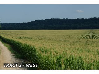 <b><I>This would be a great property for farmer or investor to safely invest in with the additional potential of leasing out the property to hunters and fishermen.  Tract 1 is the most popular for deer and turkey; however, the river bottoms yield the biggest bucks, with the turkeys always present scratching the crop residual.</b></I>

<li><b>Tract 2 (Offer Pending) consists of 181 acres of river-bottom ground just south of Tunnelton, Indiana in the White River bottoms.</b> 176 acres are tillable with over a mile of frontage on its southern boundary and currently planted in corn. The remaining 5 acres of non-tillable is a wooded river boundary with some additional small wood-lots. A gravel road accesses this property along its entire north boundary, a bonus in crop production. The CSX railroad runs parallel with this road. - LAND FOR SALE  - 181.1+/- ACRES OFFERED ON TRACT 2 IN LAWRENCE COUNTY, INDIANA