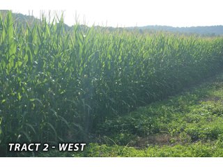 <b><I>This would be a great property for farmer or investor to safely invest in with the additional potential of leasing out the property to hunters and fishermen.  Tract 1 is the most popular for deer and turkey; however, the river bottoms yield the biggest bucks, with the turkeys always present scratching the crop residual.</b></I>

<li><b>Tract 2 (Offer Pending) consists of 181 acres of river-bottom ground just south of Tunnelton, Indiana in the White River bottoms.</b> 176 acres are tillable with over a mile of frontage on its southern boundary and currently planted in corn. The remaining 5 acres of non-tillable is a wooded river boundary with some additional small wood-lots. A gravel road accesses this property along its entire north boundary, a bonus in crop production. The CSX railroad runs parallel with this road. - LAND FOR SALE  - 181.1+/- ACRES OFFERED ON TRACT 2 IN LAWRENCE COUNTY, INDIANA