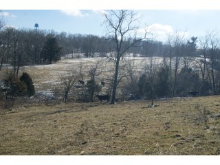 Property photo 16 - LAND FOR SALE - LAWRENCE COUNTY, IN - 281.3+/- ACRES ESSENTIAL ALL AROUND FARM