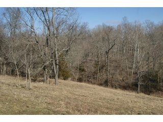 Property photo 19 - LAND FOR SALE - LAWRENCE COUNTY, IN - 281.3+/- ACRES ESSENTIAL ALL AROUND FARM
