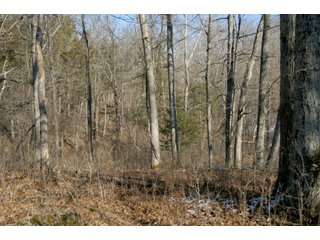 Property photo 25 - LAND FOR SALE - LAWRENCE COUNTY, IN - 281.3+/- ACRES ESSENTIAL ALL AROUND FARM
