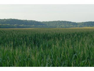 <b><I>This would be a great property for farmer or investor to safely invest in with the additional potential of leasing out the property to hunters and fishermen.  Tract 1 is the most popular for deer and turkey; however, the river bottoms yield the biggest bucks, with the turkeys always present scratching the crop residual.</b></I>

<li><b>Tract 3 (SOLD) adjoins Lawrenceport to the north and is prime river-bottom ground containing 73 tillable acres with 10.5 acres of woods and waste consisting of a quarter mile of frontage on White River and Sugar Creek.</b> There is a boat ramp where the river and creek adjoin at the south boundary of the property. Paved Lawrenceport Road bisects this property giving good access for farm machinery and harvest. 

<b>House Details:</b>
<li>Type of Property: Farm with home and shed
<li>Condition: Good
<li>Type of Heat: LP Gas
<li>24ft x 72ft Garage
<li>10ft x 24ft Porch
<li>2nd floor 12ft x24ft Deck overlooking hayfield
<li>4 bedrooms (1 master)
<li>2 bathrooms
<li>864 Sq Ft Basement. 1442 Sq Ft crawl space under living room.
<li>Possession: House: 90 days, Land: At Closing
<li>Central Air (installed 2019)
<li>2 LP Tanks, both owned, and an LP Gas Water heater. 
<li>Water Softener
<li>Metal Pole Shed (72ft x 72ft) with a 24ft x 72ft cement floor for garage and shop
<li>High School: Bedford North Lawrence - LAND FOR SALE  - 83.6+/- ACRES OFFERED ON TRACT 3 IN LAWRENCE COUNTY, INDIANA