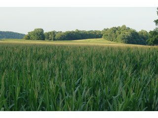 <b><I>This would be a great property for farmer or investor to safely invest in with the additional potential of leasing out the property to hunters and fishermen.  Tract 1 is the most popular for deer and turkey; however, the river bottoms yield the biggest bucks, with the turkeys always present scratching the crop residual.</b></I>

<li><b>Tract 3 (SOLD) adjoins Lawrenceport to the north and is prime river-bottom ground containing 73 tillable acres with 10.5 acres of woods and waste consisting of a quarter mile of frontage on White River and Sugar Creek.</b> There is a boat ramp where the river and creek adjoin at the south boundary of the property. Paved Lawrenceport Road bisects this property giving good access for farm machinery and harvest. 

<b>House Details:</b>
<li>Type of Property: Farm with home and shed
<li>Condition: Good
<li>Type of Heat: LP Gas
<li>24ft x 72ft Garage
<li>10ft x 24ft Porch
<li>2nd floor 12ft x24ft Deck overlooking hayfield
<li>4 bedrooms (1 master)
<li>2 bathrooms
<li>864 Sq Ft Basement. 1442 Sq Ft crawl space under living room.
<li>Possession: House: 90 days, Land: At Closing
<li>Central Air (installed 2019)
<li>2 LP Tanks, both owned, and an LP Gas Water heater. 
<li>Water Softener
<li>Metal Pole Shed (72ft x 72ft) with a 24ft x 72ft cement floor for garage and shop
<li>High School: Bedford North Lawrence - LAND FOR SALE  - 83.6+/- ACRES OFFERED ON TRACT 3 IN LAWRENCE COUNTY, INDIANA