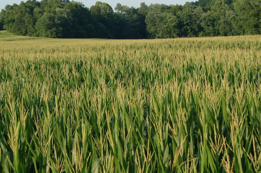 For sale: LAND FOR SALE  - 83.6+/- ACRES OFFERED ON TRACT 3 IN LAWRENCE COUNTY, INDIANA - Tunnelton, Indiana - Bedford, Indiana - Lawrenceport, Indiana