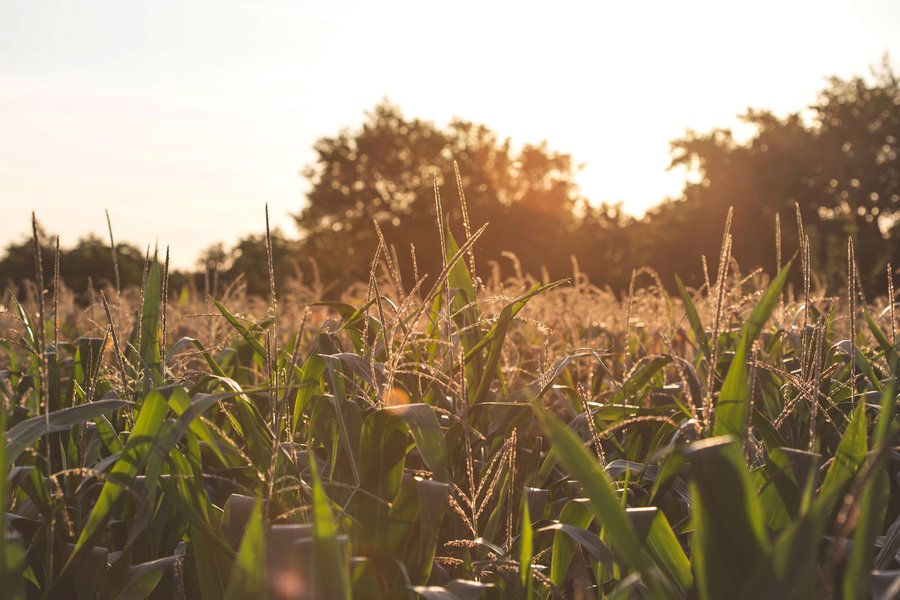 For sale: REAL ESTATE FOR SALE - CROPLAND - 39.3+- TOTAL ACRES - WAYNE COUNTY, IN - GREAT LOCATION BETWEEN HWY. 40 & I-70 - JACKSONBURG AREA