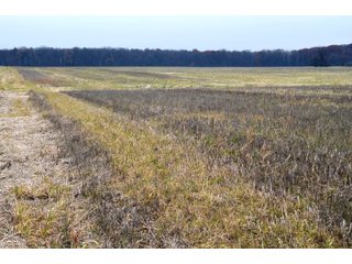 Property photo 10 - LAND AUCTION - 129+/- ACRES - 2 FARMS / 5 TRACTS - NORTHEAST ALLEN & SOUTHERN DEKALB COUNTIES