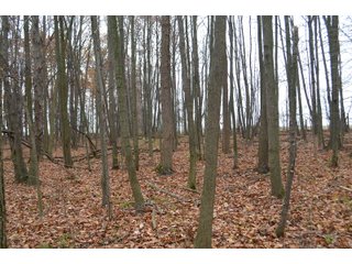 Property photo 31 - LAND AUCTION - 129+/- ACRES - 2 FARMS / 5 TRACTS - NORTHEAST ALLEN & SOUTHERN DEKALB COUNTIES