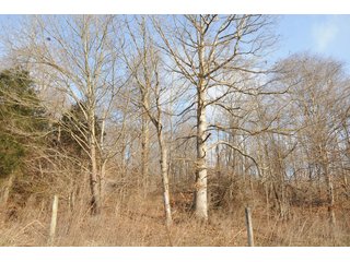 Property photo 27 - IMPORTANT LAND AUCTION - 292+/- ACRES OFFERED IN 8 TRACTS - LAWRENCE COUNTY - BEDFORD IN