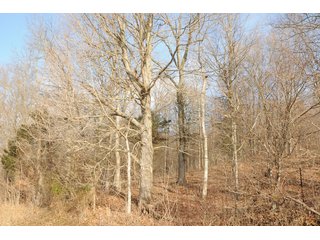Property photo 24 - IMPORTANT LAND AUCTION - 292+/- ACRES OFFERED IN 8 TRACTS - LAWRENCE COUNTY - BEDFORD IN