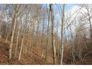 Property photo 41 - IMPORTANT LAND AUCTION - 292+/- ACRES OFFERED IN 8 TRACTS - LAWRENCE COUNTY - BEDFORD IN